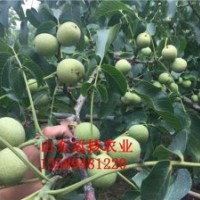 出售早實(shí)核桃苗 哪里有核桃苗買 核桃苗價(jià)格怎么樣
