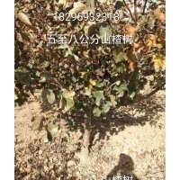 山楂樹出售、6公分8公分10公分山楂樹大量