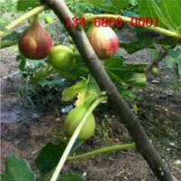 現(xiàn)貨出售波姬紅無花果苗、青皮無花果苗批發(fā)價格