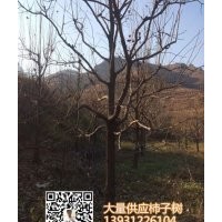 供應河北保定10公分12公分15公分20公分柿子樹 包上車 價格合理