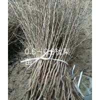 出售杜梨苗八棱海棠苗梨樹(shù)苗蘋(píng)果苗毛桃苗