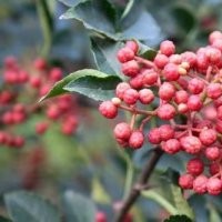 花椒苗 大紅袍花椒苗 獅子頭花椒樹苗