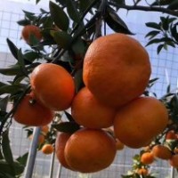 桔苗品種（明日見，阿思蜜）