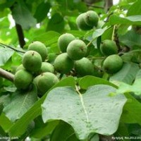 供應(yīng)內(nèi)蒙古核桃苗