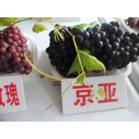 吉林出售寒香蜜葡萄苗，白城京亞葡萄苗供應(yīng)商