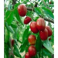 供應(yīng)紅棗苗