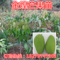 當年結(jié)果/嫁接苗/果樹苗/金煌芒果苗/芒果樹苗木/正品盆載果樹苗