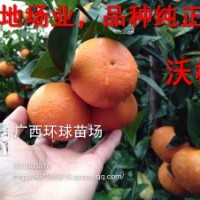 供應(yīng)沃柑苗 廣西沃柑 黃金柑 品種優(yōu)良 無病毒