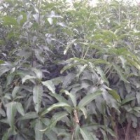 臺灣（臺農(nóng)5號）芒果苗