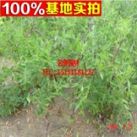 棗樹(shù)苗 大冬棗 棗樹(shù)品種多、價(jià)格低