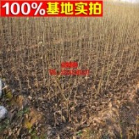 核桃基地常年供應(yīng) 黑核桃樹 小苗