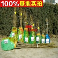 地栽櫻桃樹苗 盆栽黑珍珠櫻桃