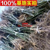 苗圃直銷 元豐核桃苗 核桃新品種