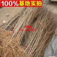 早熟桃苗 晚熟中華福桃樹苗