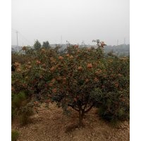 無刺花椒苗