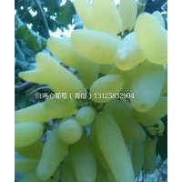 吉林蜜汁葡萄苗，出售德惠白雞心葡萄苗