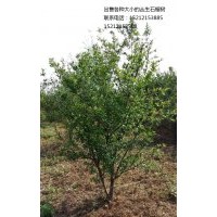 出售1年和2年的懷遠(yuǎn)石榴樹(shù)苗