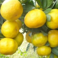 宮本、興津苗普通早熟柑橘苗