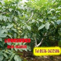 山東豐輝核桃苗供應(yīng)商