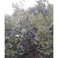 板栗苗、板栗樹苗、板栗樹小苗、栗子樹苗、板栗苗價格
