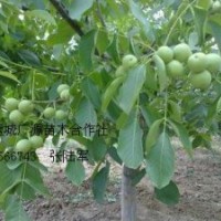 核桃苗核桃苗大量低價(jià)出售、3、4公分核桃苗大量供應(yīng)