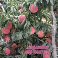 山東映霜紅桃苗批發(fā)