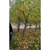 批發(fā)苗圃6公分杏樹-8公分杏樹 食用占地杏樹價(jià)格