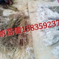 供應(yīng)農(nóng)大7號鈣果苗、農(nóng)大7號鈣果苗圖片、農(nóng)大7號鈣果苗價格