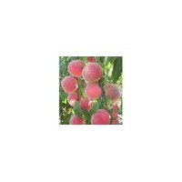 晚熟桃苗、迎霜紅桃苗、沂蒙霜紅桃苗