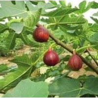 無(wú)花果苗