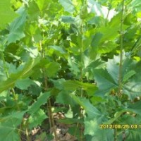 沂蒙薄殼核桃苗、中農(nóng)短枝核桃苗、香玲核桃苗