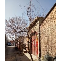 供應(yīng)各種規(guī)格軟籽石榴樹