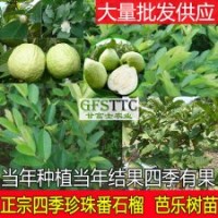 番石榴苗 四季番石榴苗 臺(tái)灣四季珍珠番石榴苗 芭樂樹苗 廣西大量