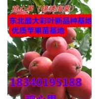 喬化龍豐蘋果苗@喬化雞心果苗@黃太平蘋果苗