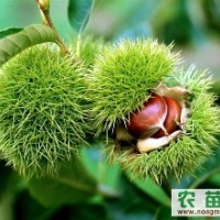 臨沂板栗苗供應(yīng)，板栗苗價(jià)格，板栗苗批發(fā)，苗好價(jià)優(yōu)