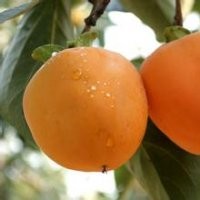 臨沂柿子苗供應，照天紅柿子，甜柿子，雪柿子等