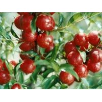 鈣果苗、鈣果苗價(jià)格