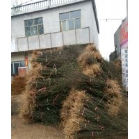 花椒苗