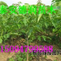 8518早實(shí)核桃苗 早實(shí)核桃苗價格
