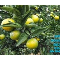 保山由良柑橘種苗,崗峰農(nóng)場(chǎng)評(píng)價(jià),由良柑橘種苗供貨商