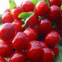 吉塞拉櫻桃苗價(jià)格|濱州吉塞拉櫻桃苗|泰安澤陽(yáng)園藝場(chǎng)(查看)