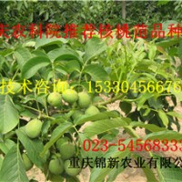 萬州薄皮核桃苗 萬州薄皮核桃苗基地 萬州薄皮核桃苗價格