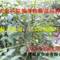 石柱8518核桃苗 石柱8518核桃苗價(jià)格 石柱8518核桃苗基地