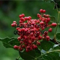 山東泰安0.5-3公分花椒苗批發(fā)價格