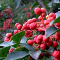 山東泰安50-150公分高花椒苗批發(fā)價格