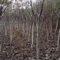 低價出售大量2-4公分蘋果樹