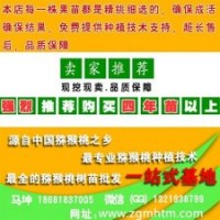 坤威獼猴桃苗、獼猴桃苗、獼猴桃苗木基地
