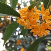丹桂苗木價格、寧夏丹桂苗木、莎莎園藝(圖)