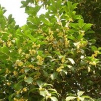 速生金桂苗|莎莎園藝|速生金桂苗基地
