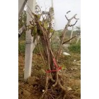 低價供應：各種品種的，葡萄樹，葡萄苗